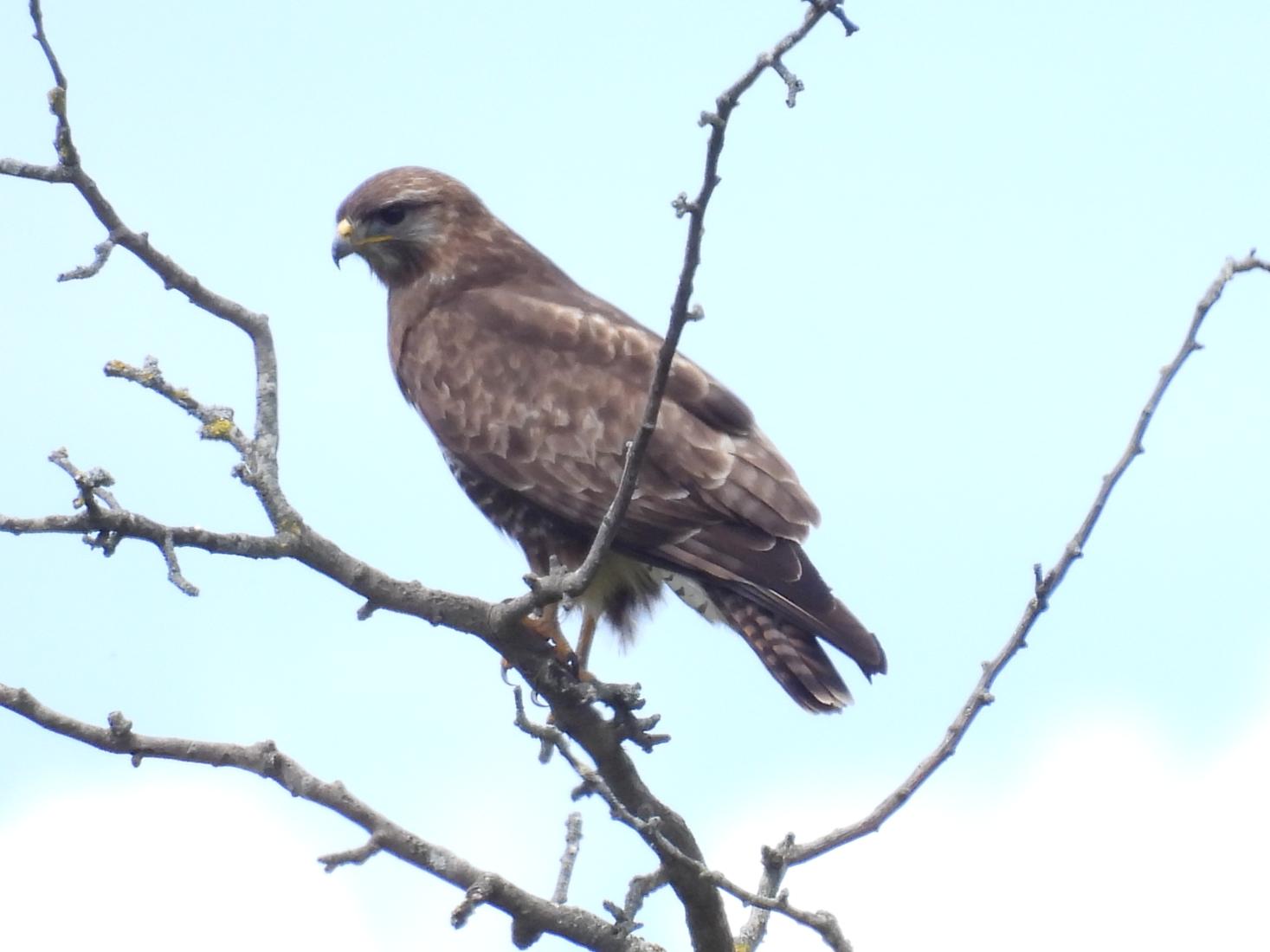 Mäusebussard