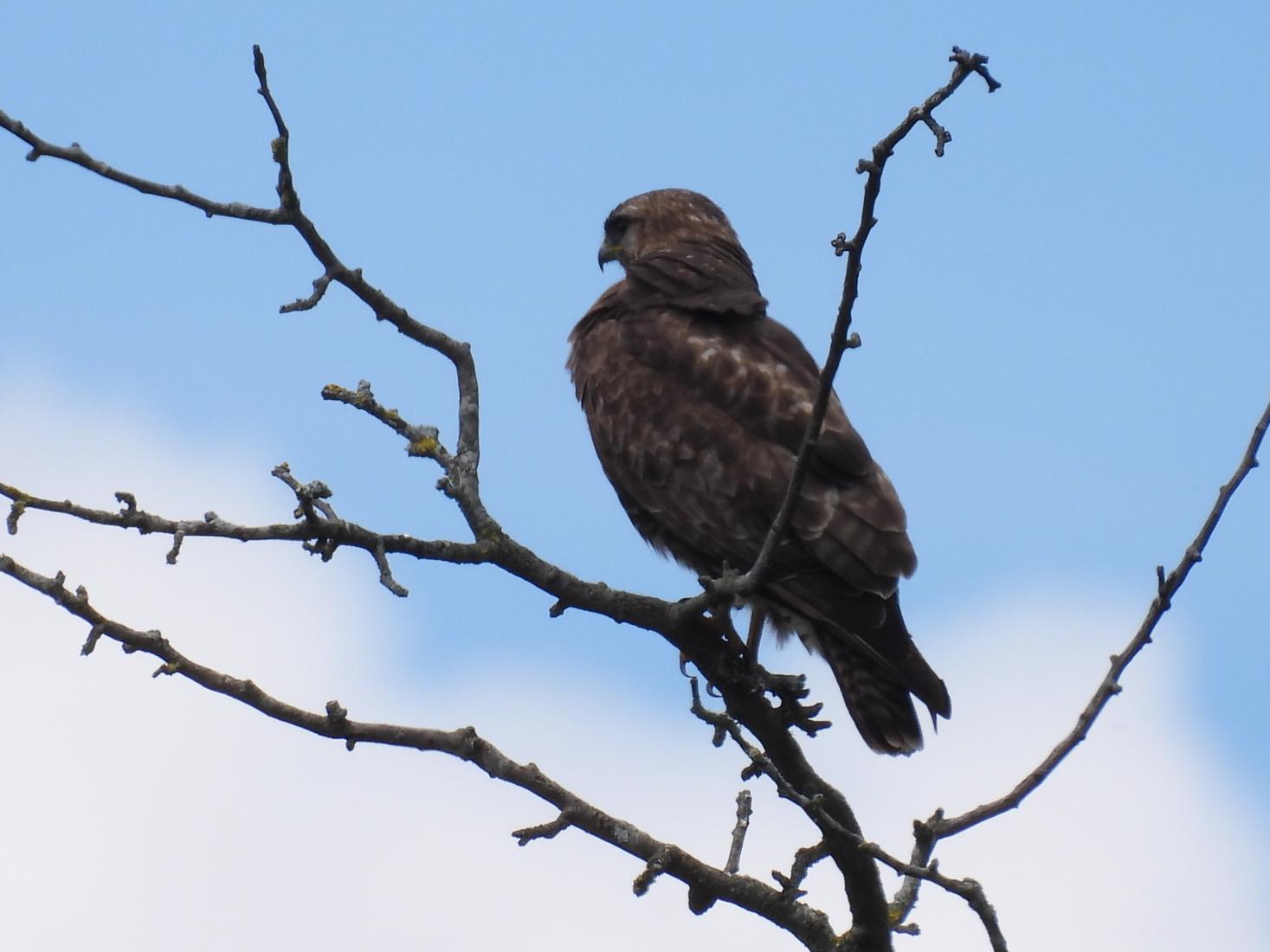 Mäusebussard