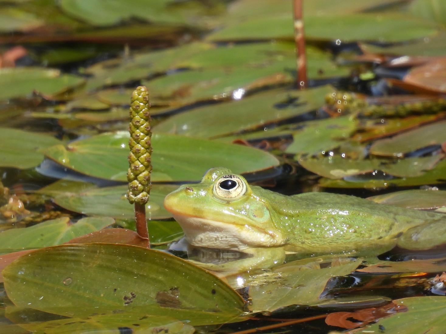 Wasserfrosch-Komplex