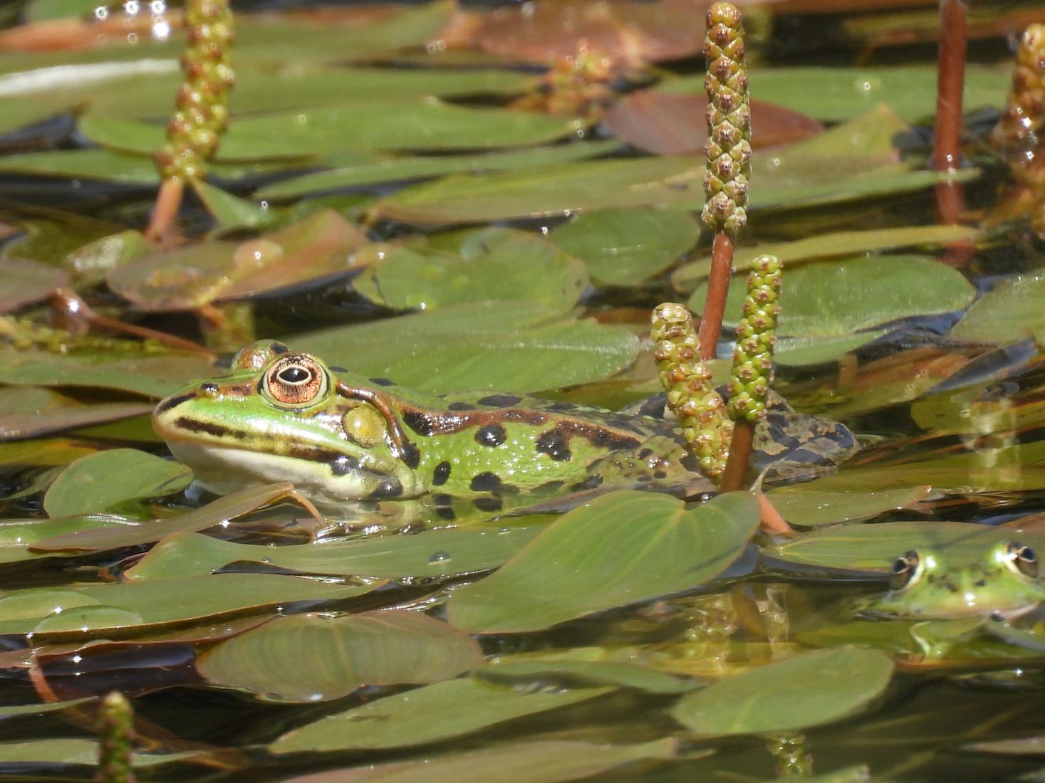 Wasserfrosch-Komplex