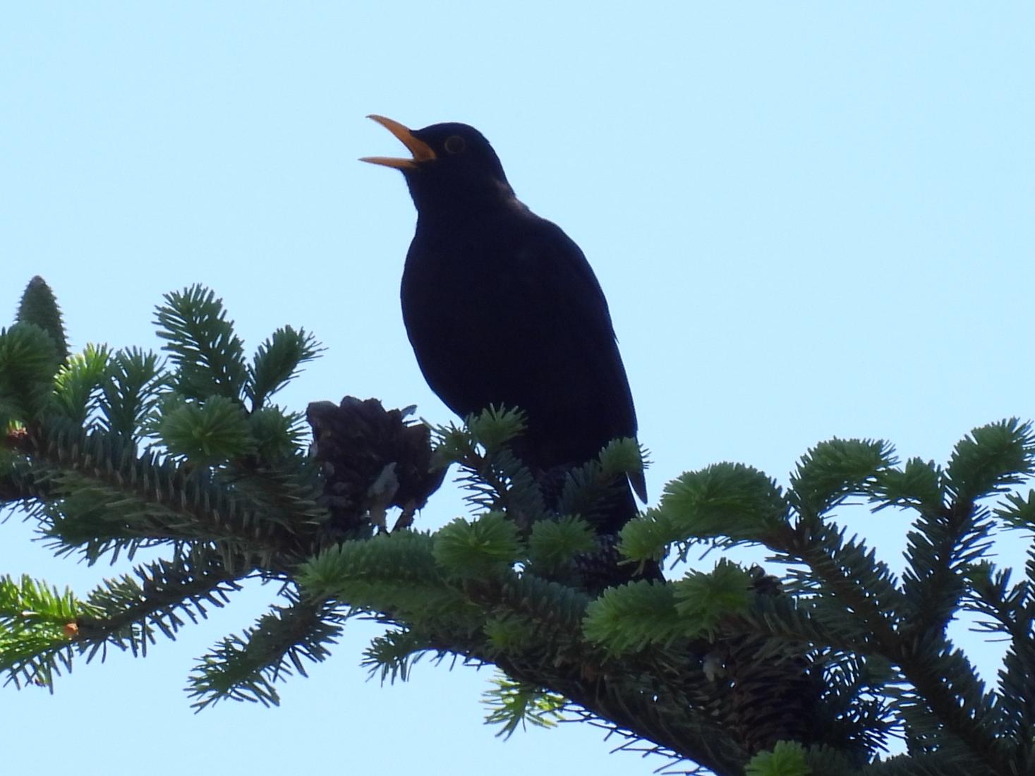 Amsel