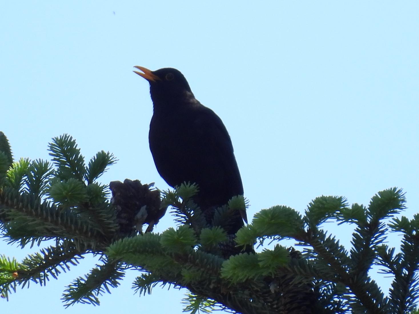 Amsel