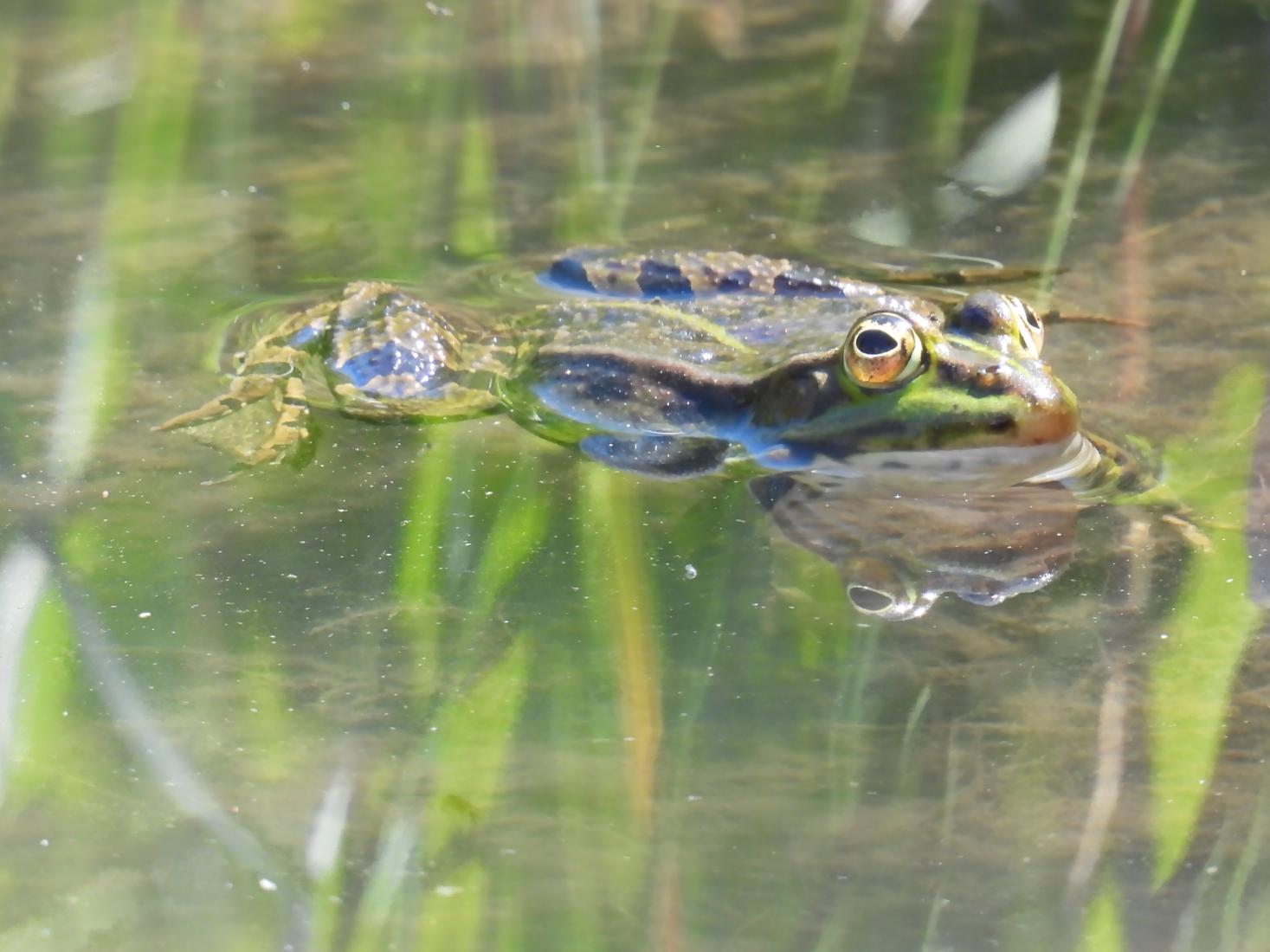 Wasserfrosch