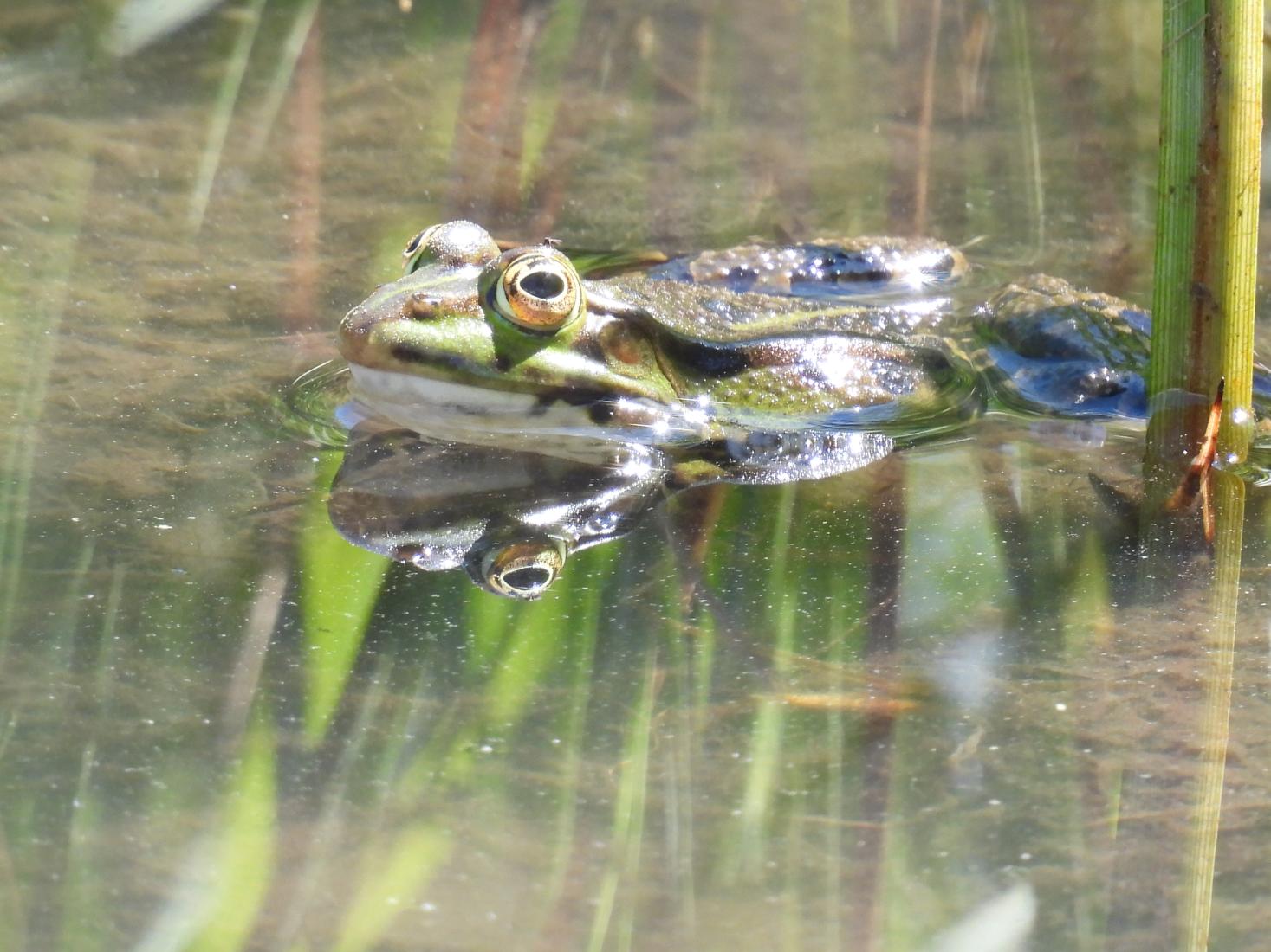 Wasserfrosch