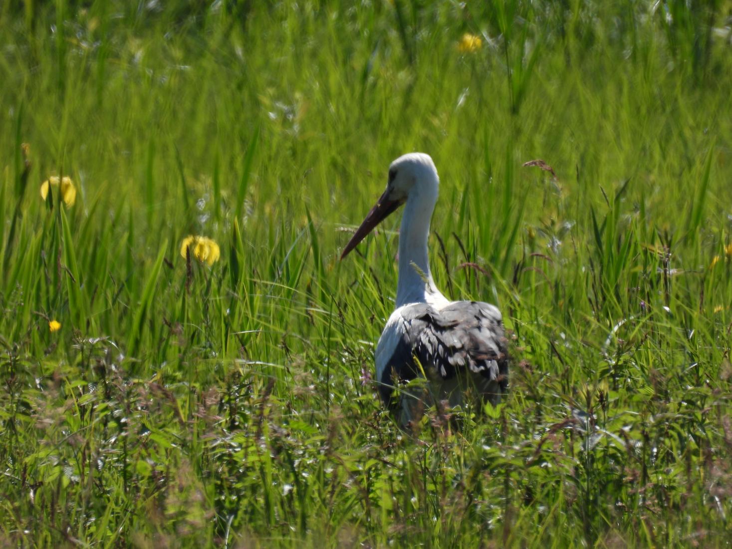 Weissstorch