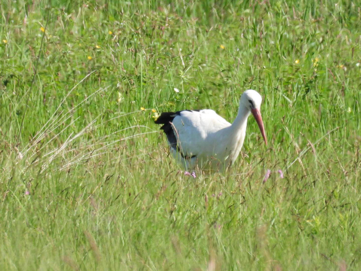 Weissstorch