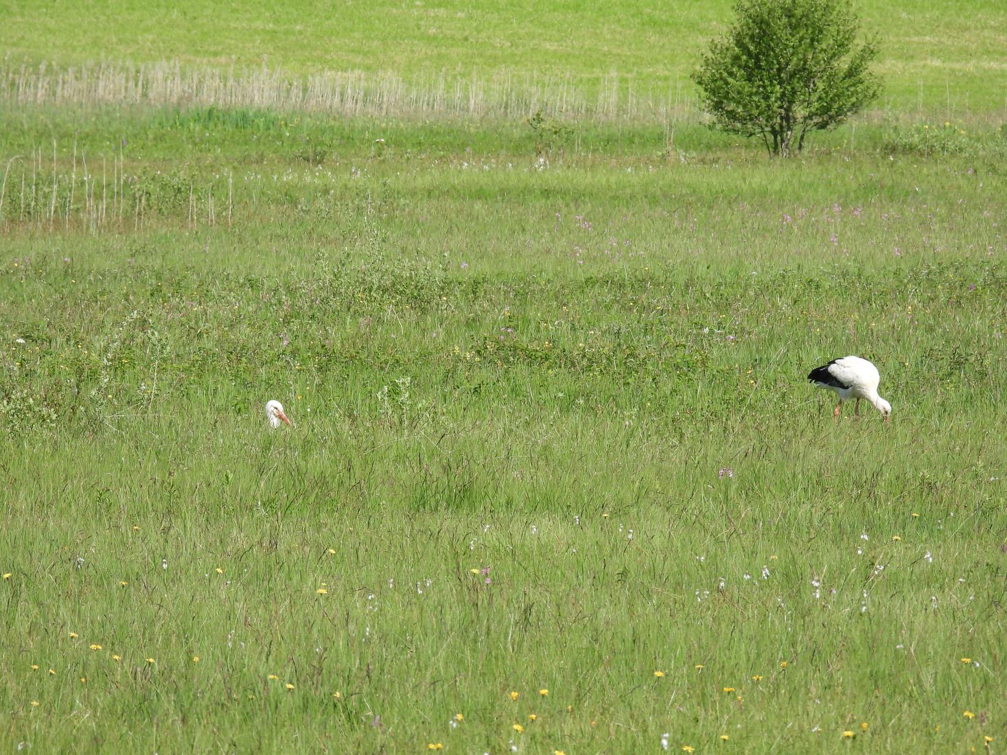 Weissstorch