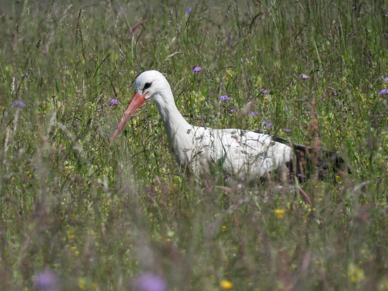 Weissstorch