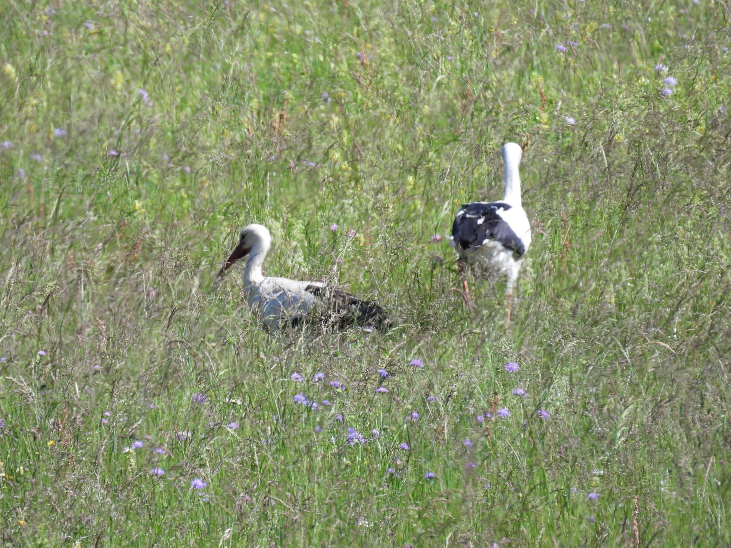 Weissstorch