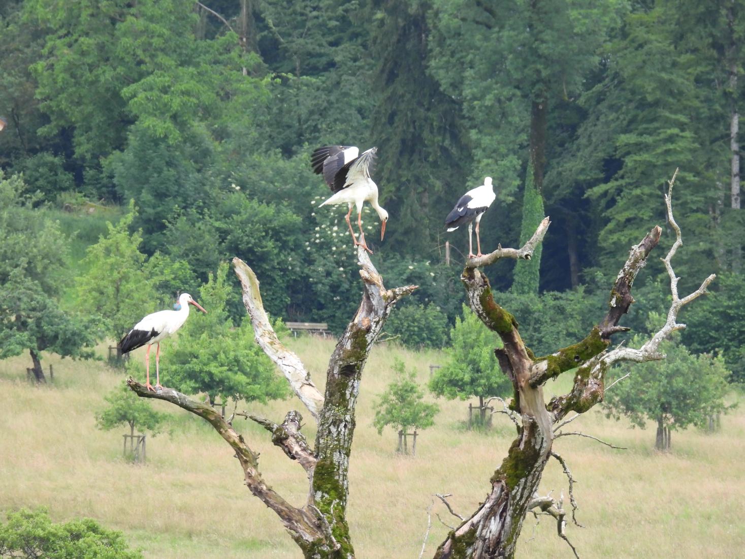 Weissstorch