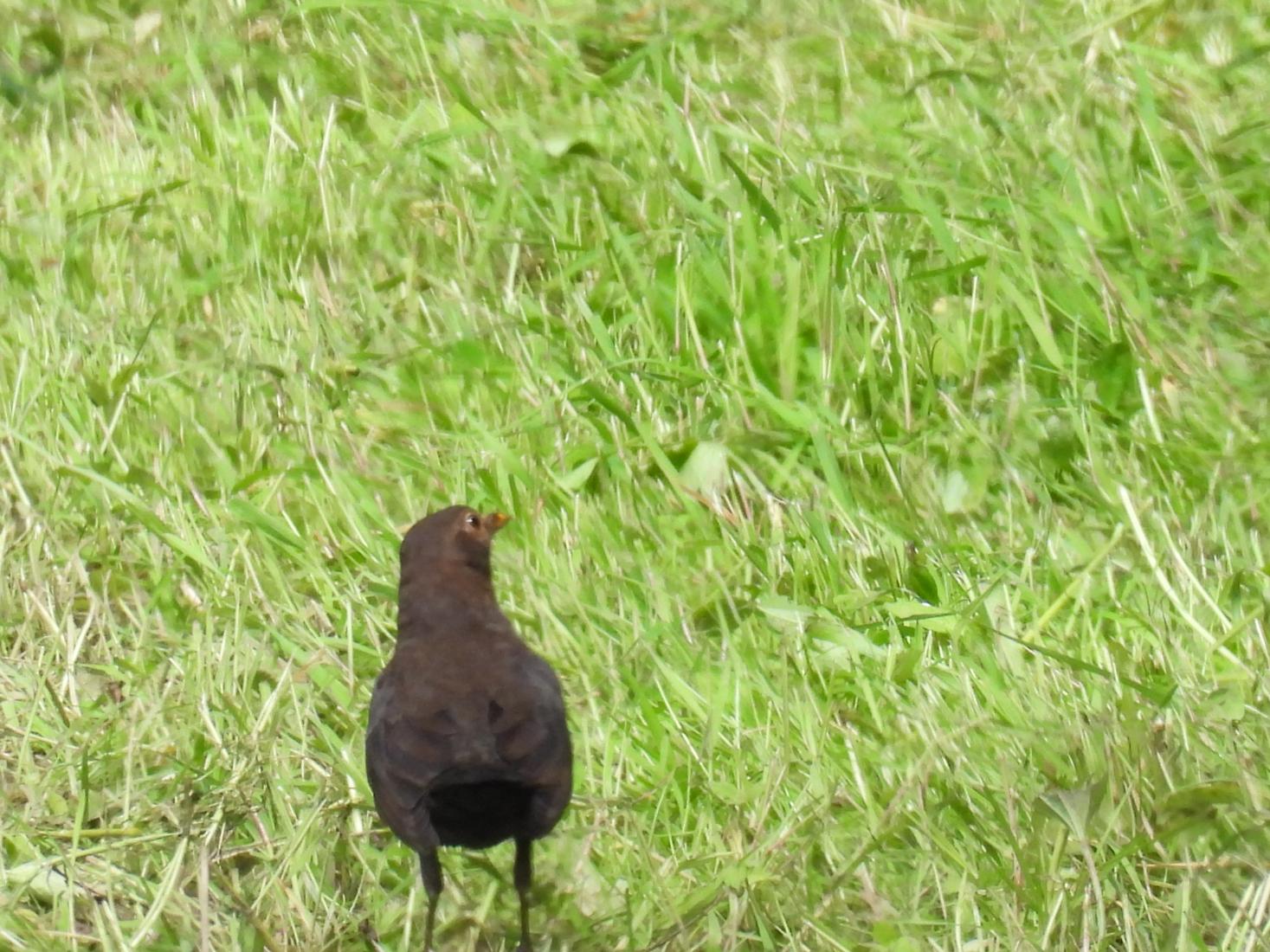 Amsel