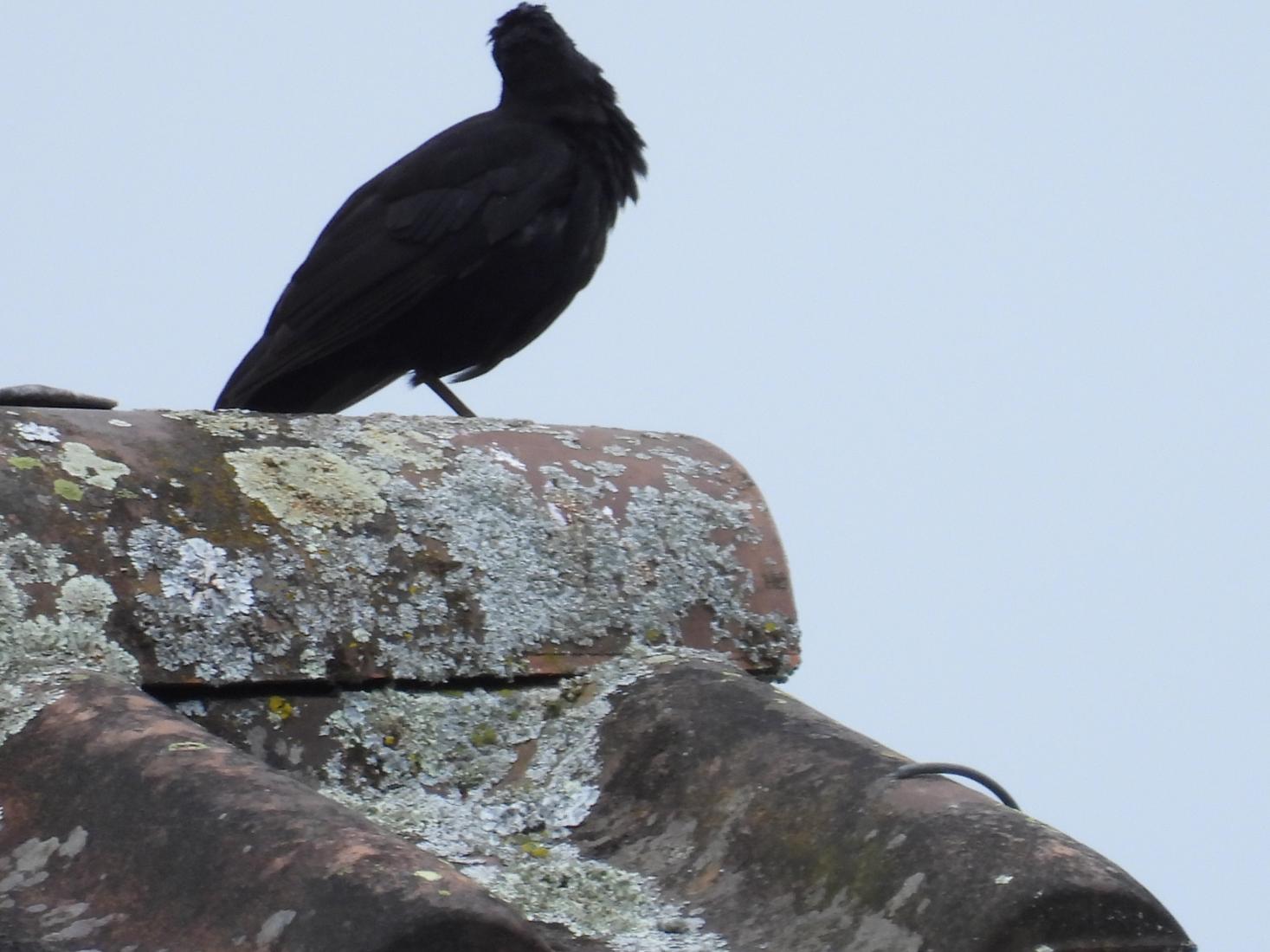 Amsel