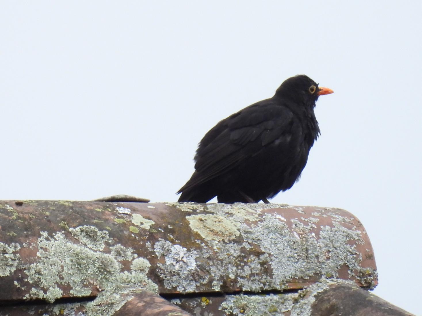 Amsel