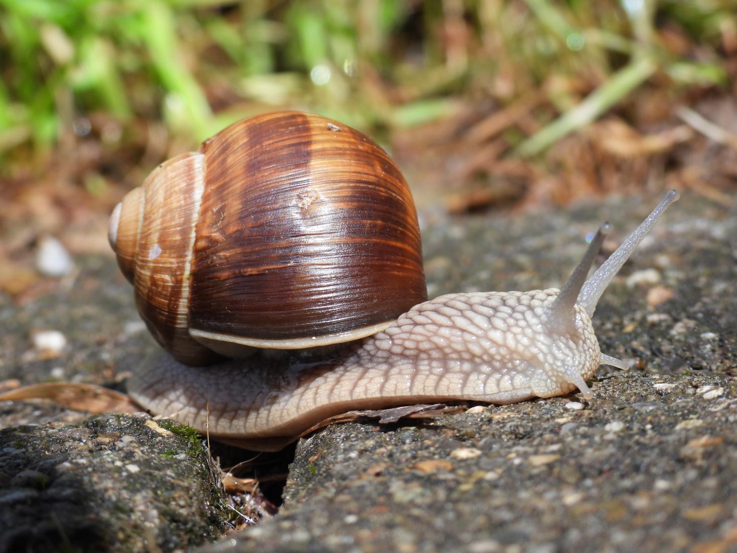 Weinbergschnecke