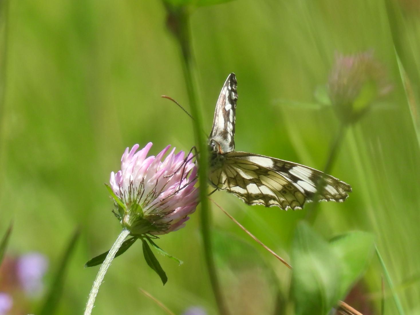 Schachbrettfalter