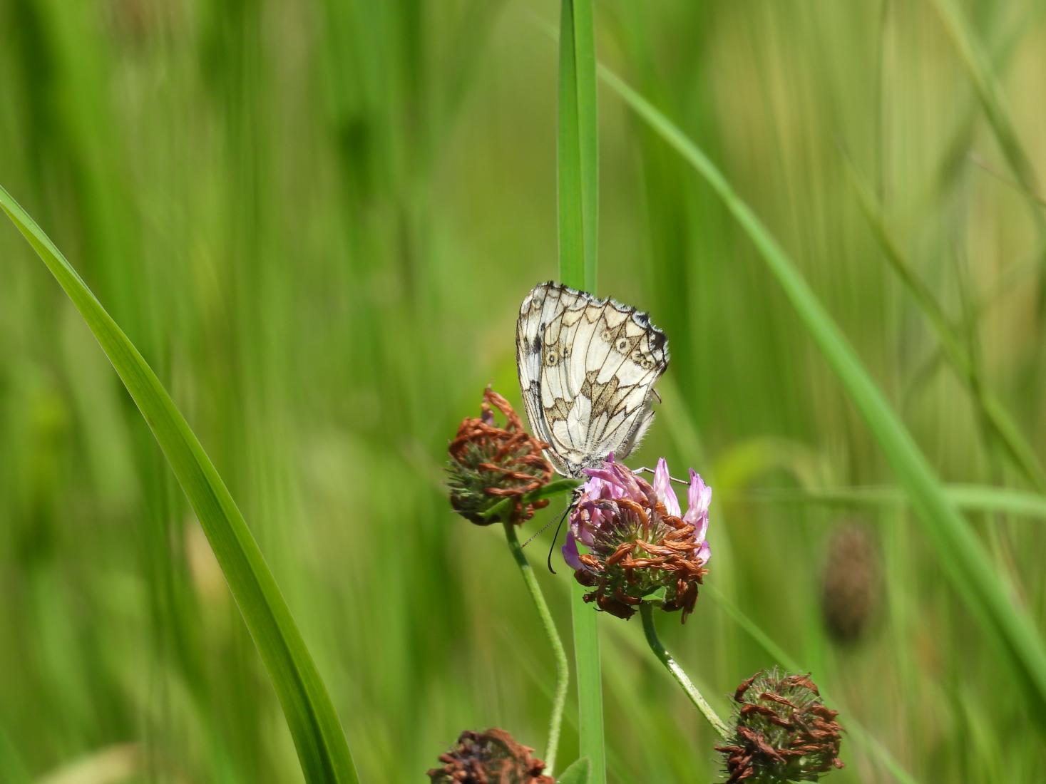 Schachbrettfalter