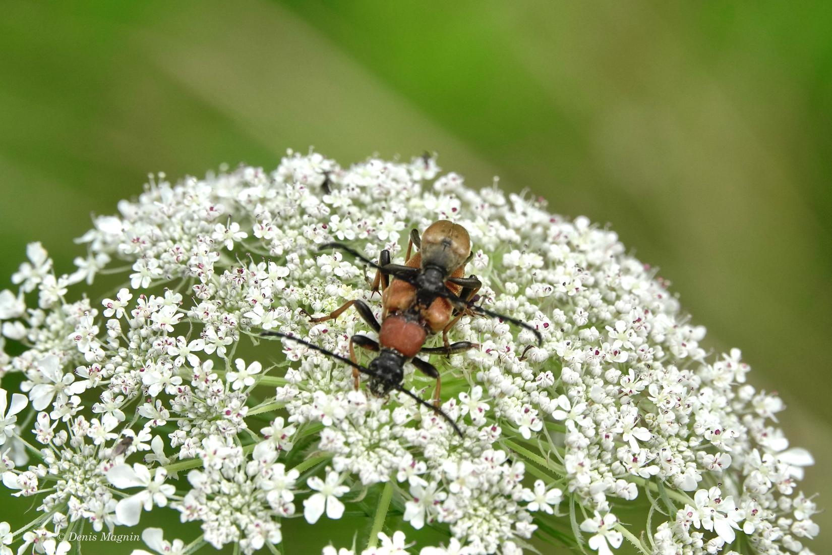 Käfer