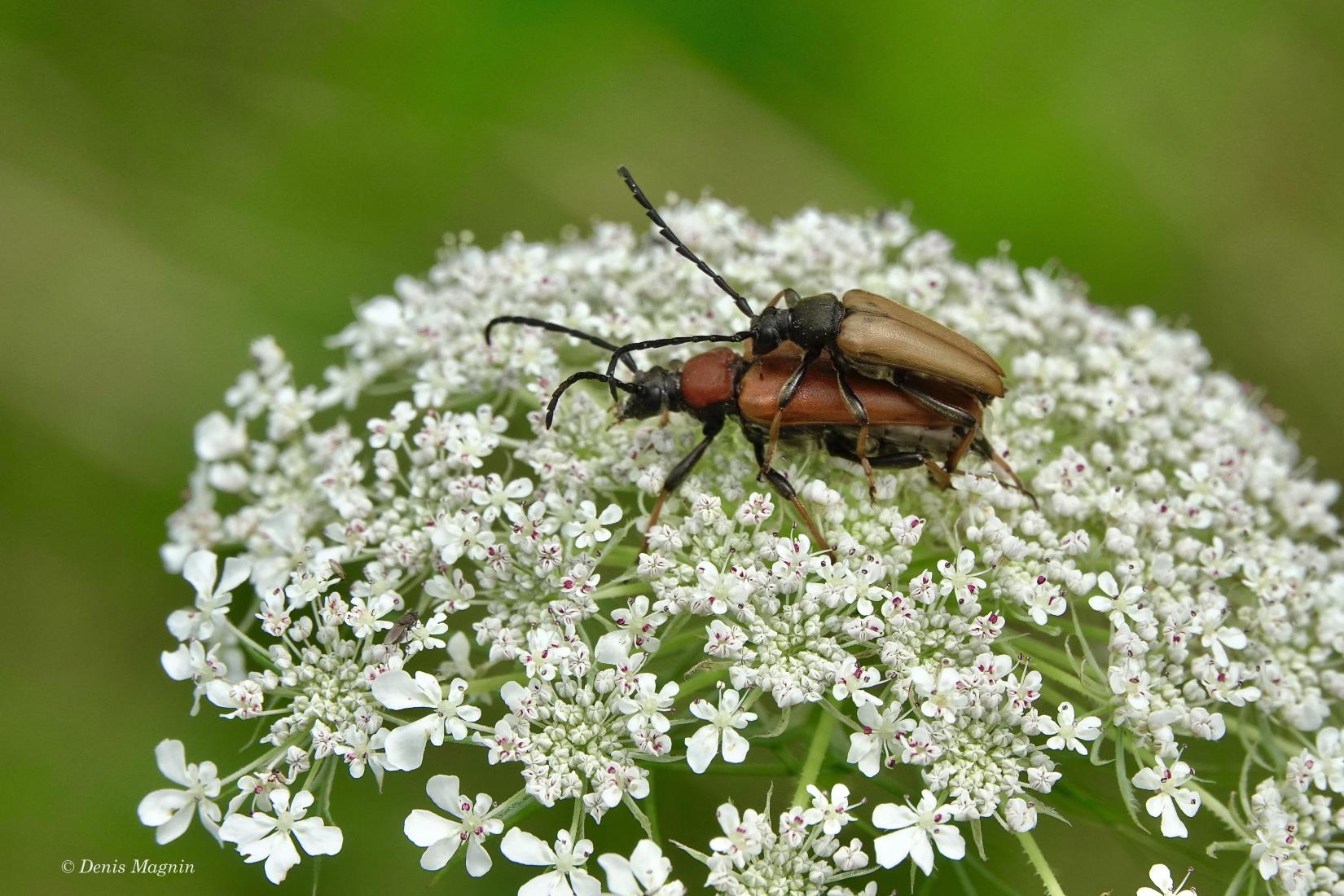 Käfer