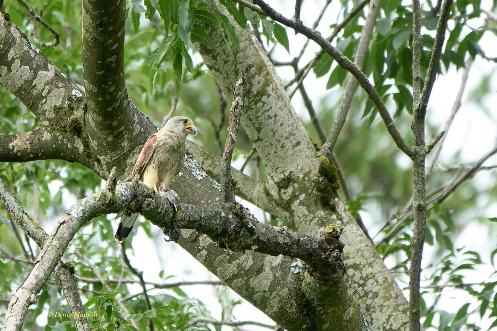 Turmfalke