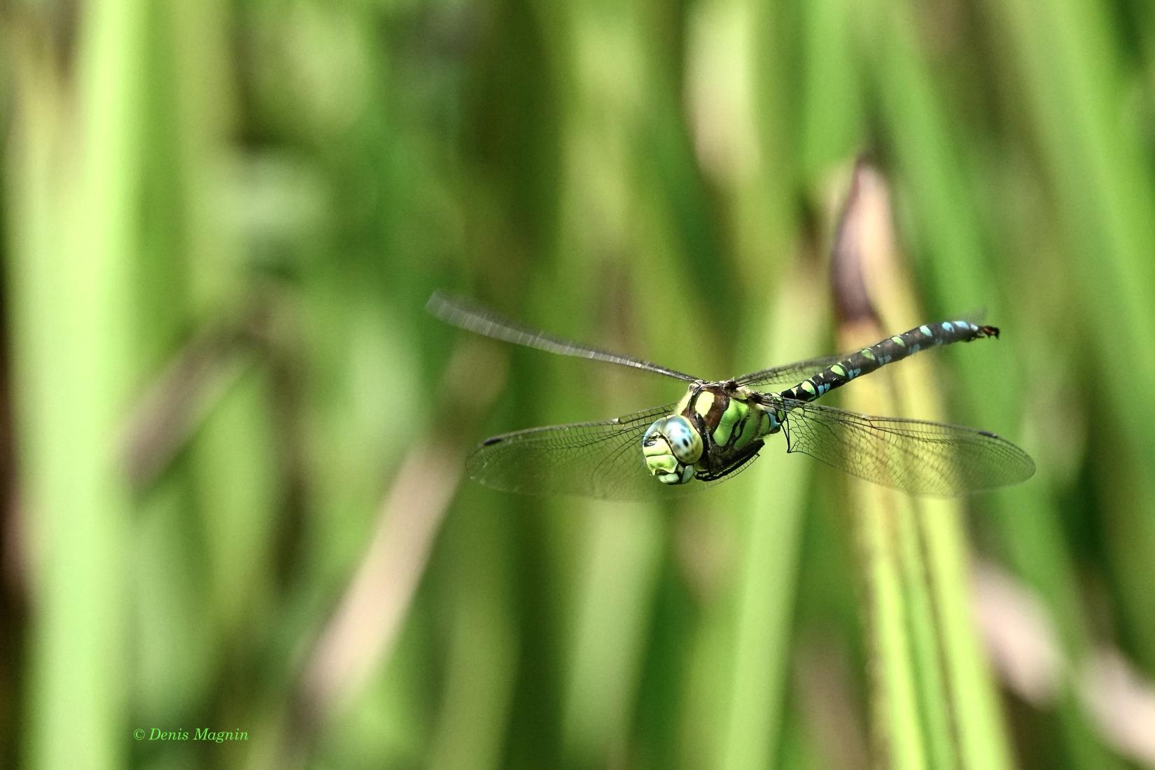 Libelle