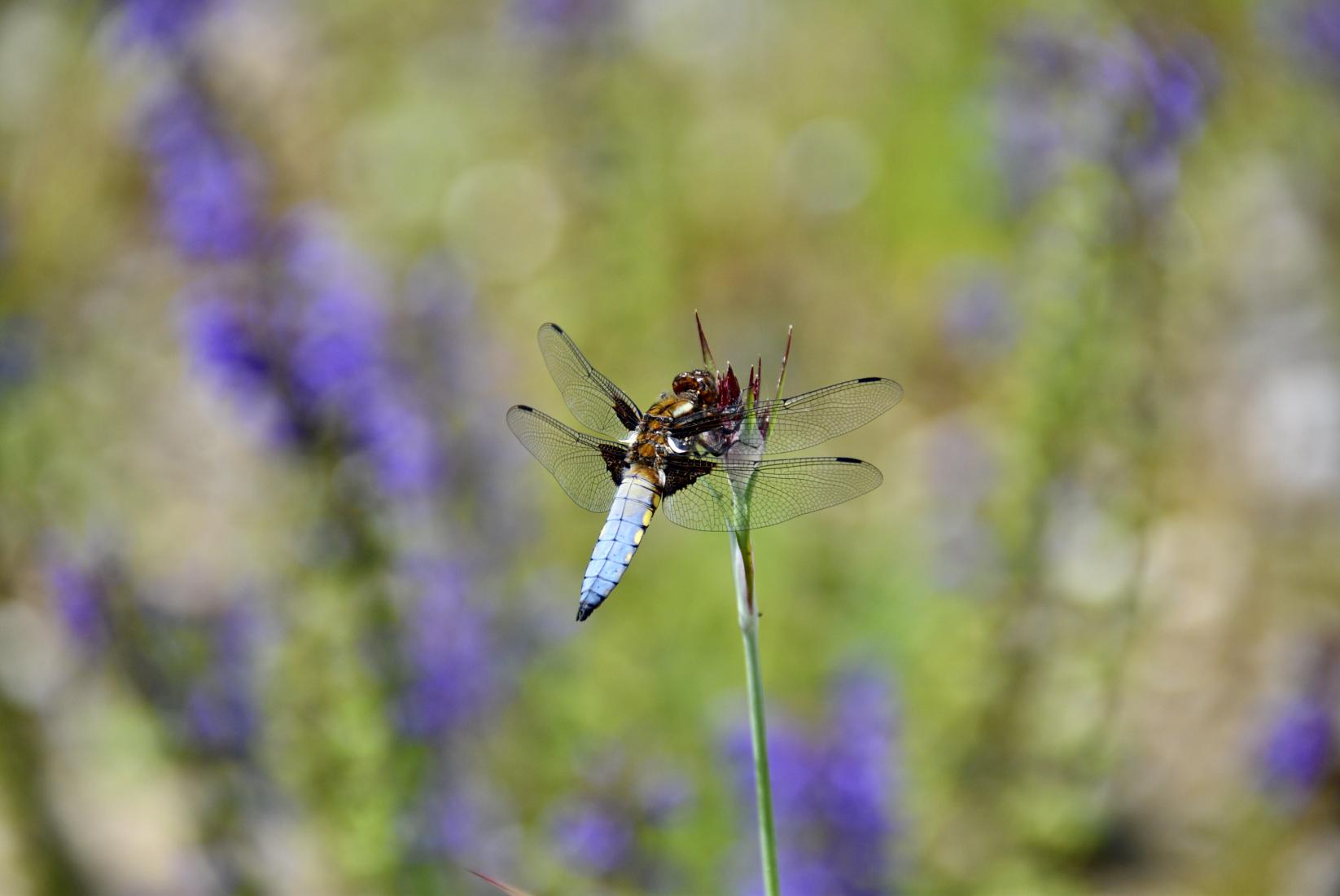 Plattbauchlibelle