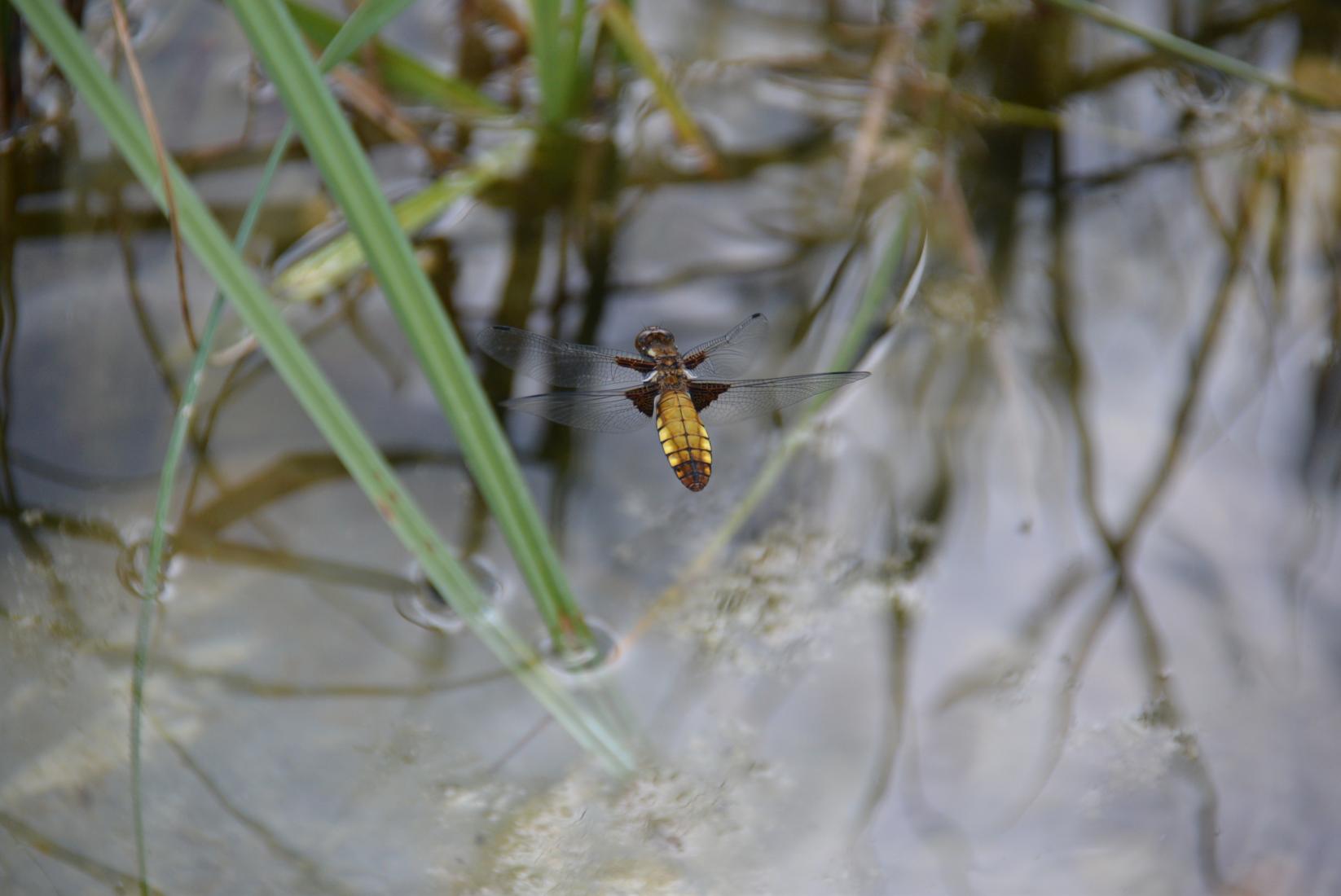 Plattbauchlibelle weiblich