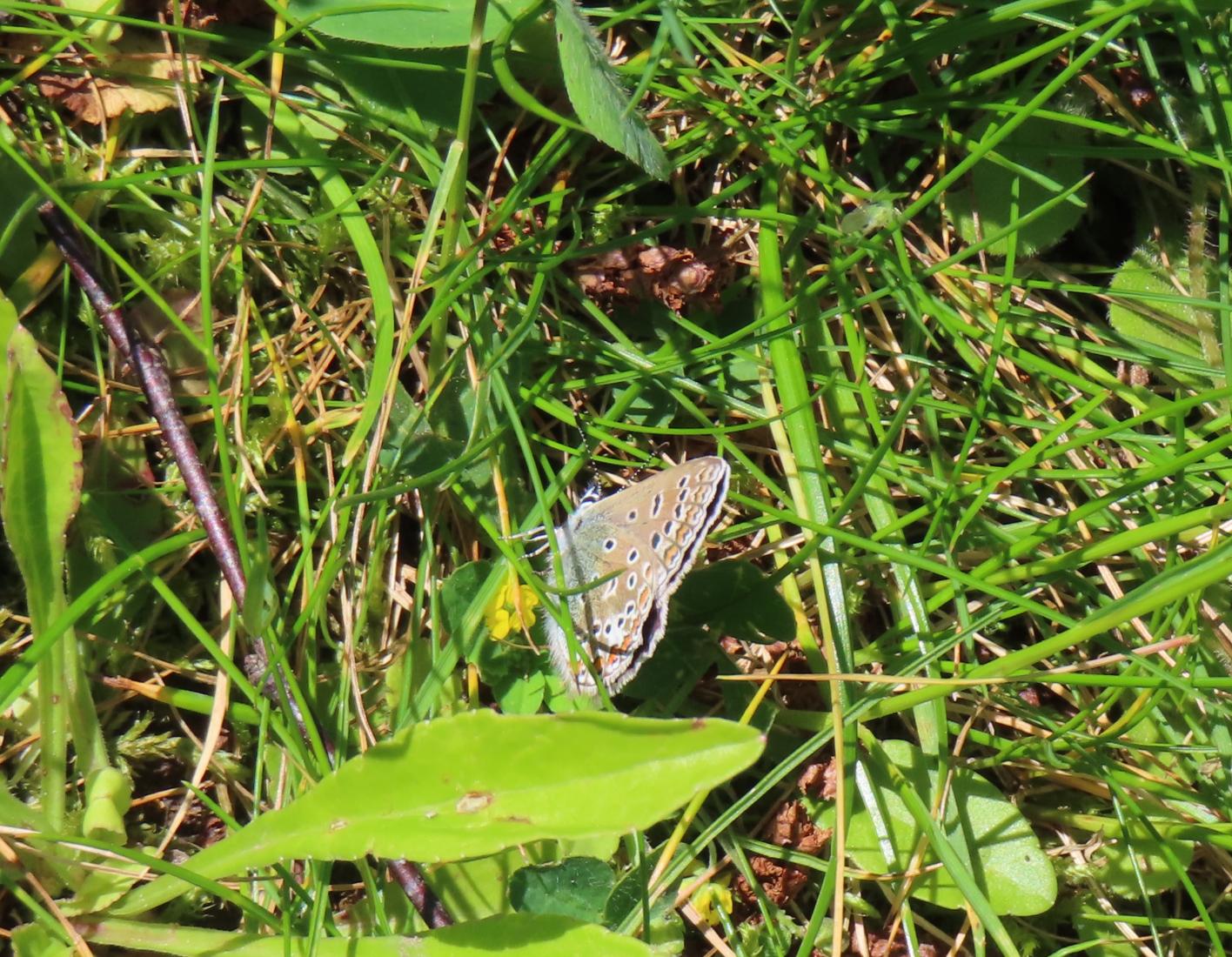 Hauhechel-Bläuling