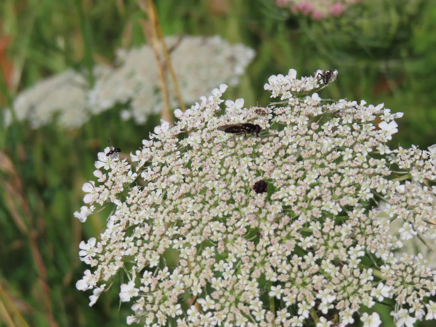 Schwingfliegen