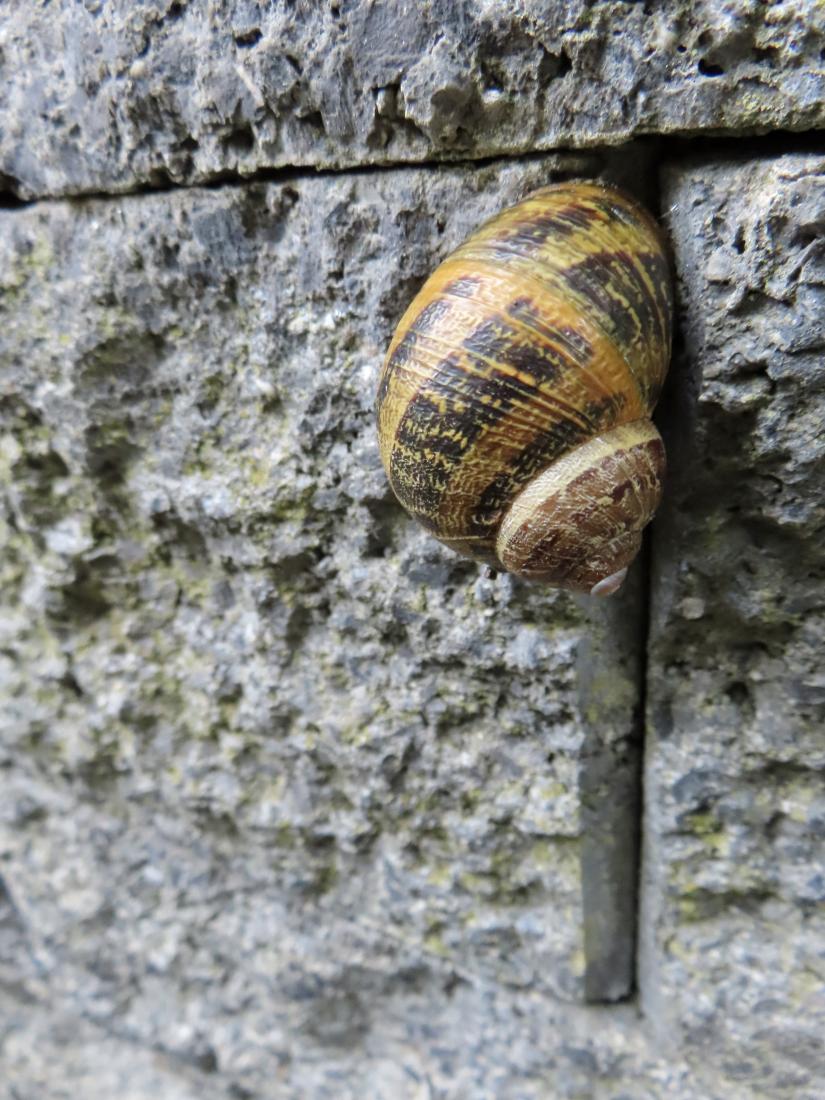 Gefleckte Weinbergschnecke