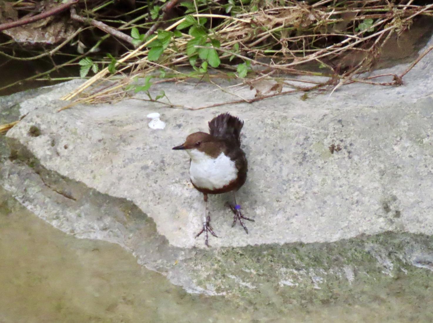 Wasseramsel