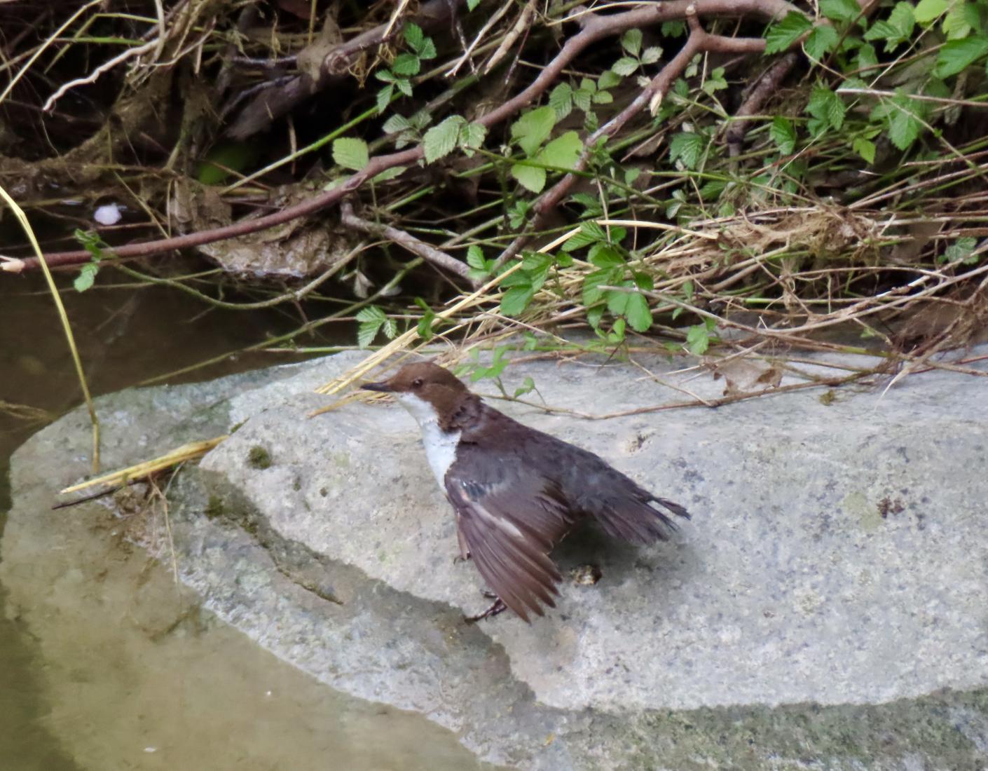 Wasseramsel