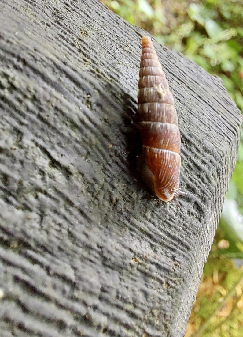 Gemeine Schliessmundschnecke