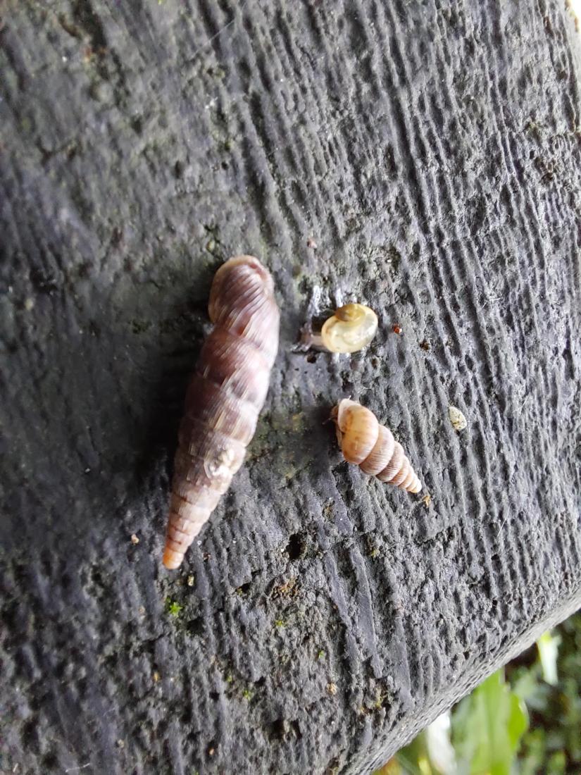 Gemeine Schliessmundschnecke