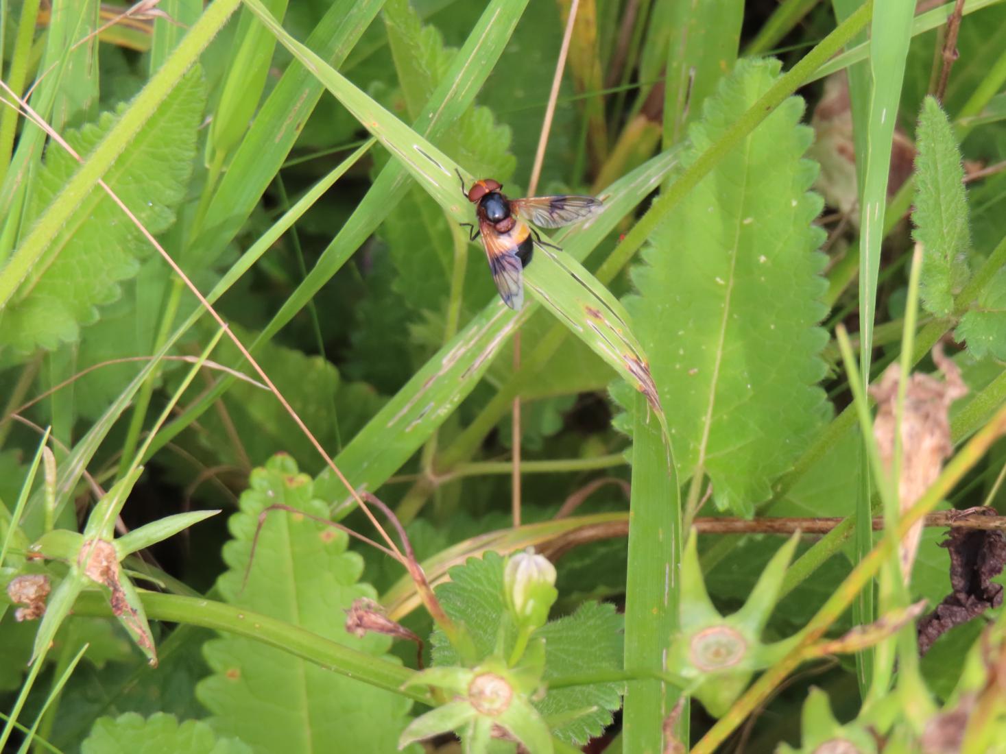 Gemeine Waldschwebfliege