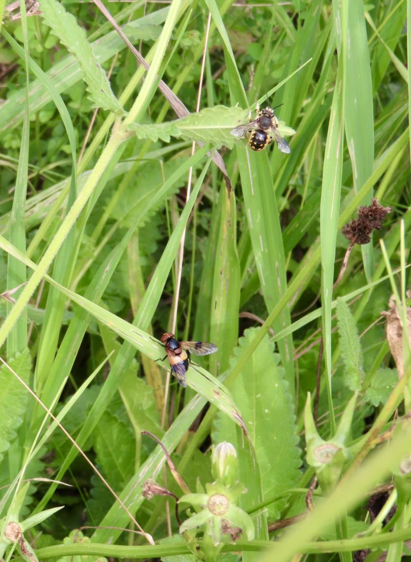 Gemeine Waldschwebfliege