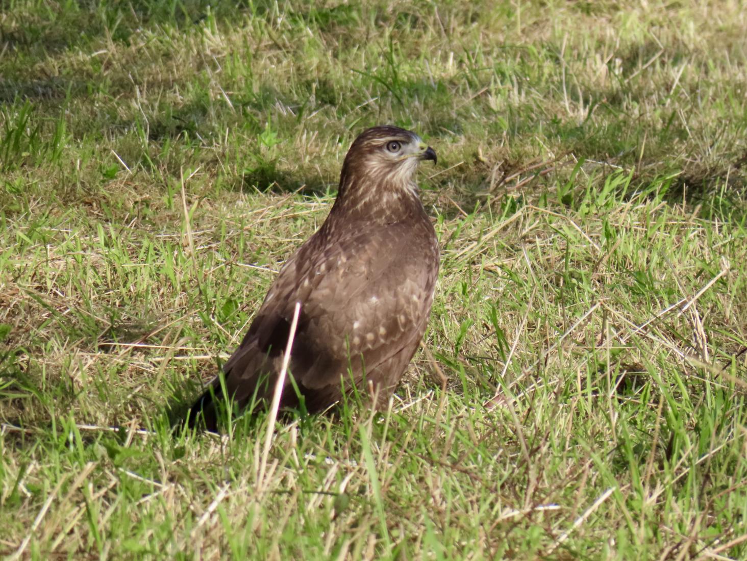 Mäusebussard