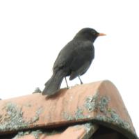 Amsel