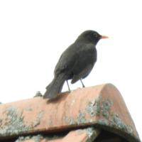 Amsel