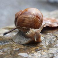 Weinbergschnecke