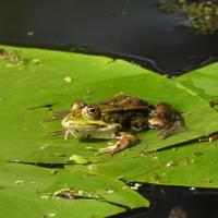 Wasserfrosch-Komplex