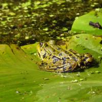 Wasserfrosch-Komplex