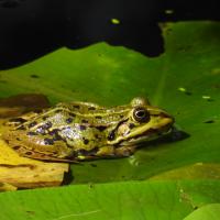 Wasserfrosch-Komplex