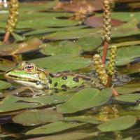 Wasserfrosch-Komplex