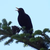 Amsel