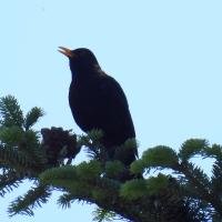 Amsel