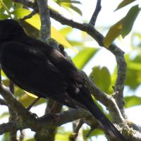 Amsel