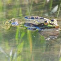 Wasserfrosch