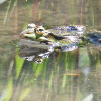 Wasserfrosch