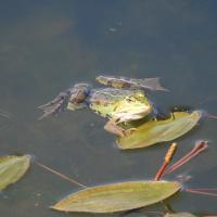 Wasserfrosch