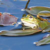 Wasserfrosch